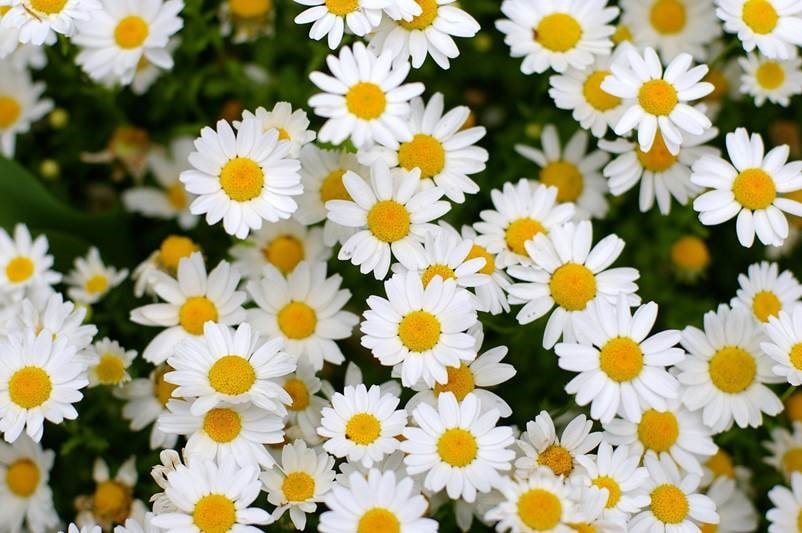 Тајна успешне мешавине биљака за сан